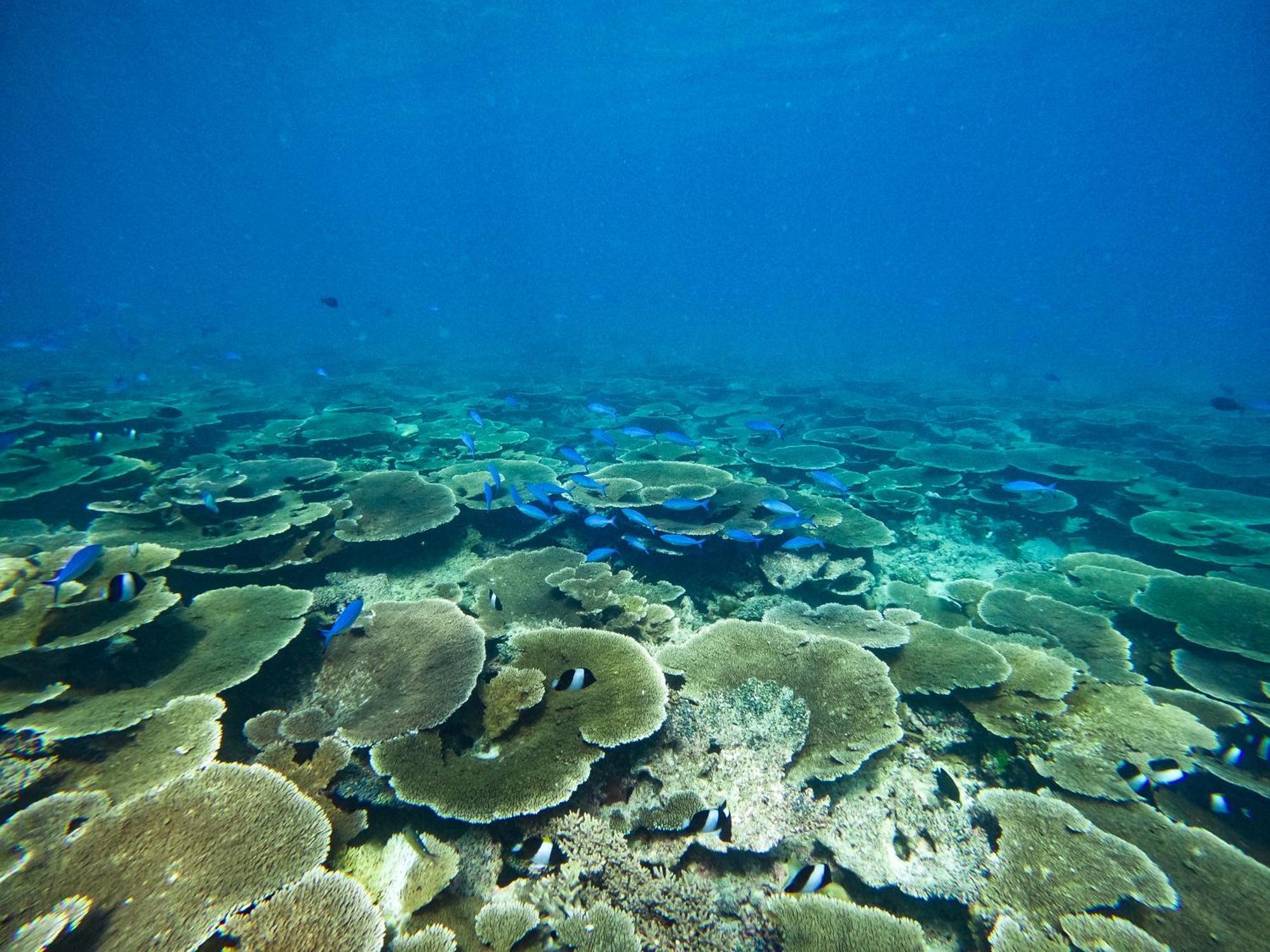 فندق Manta Sea View هيماندهو المظهر الخارجي الصورة